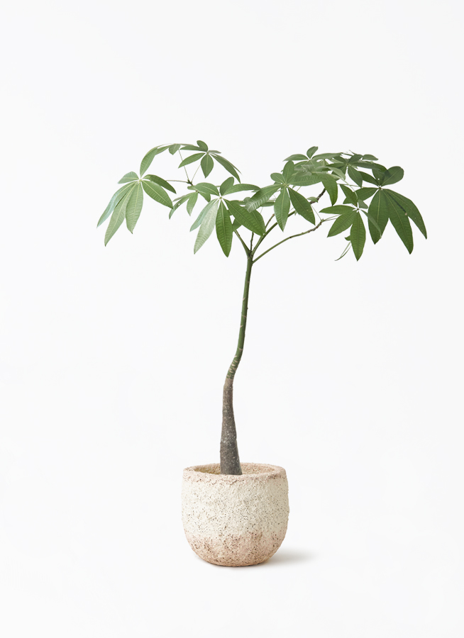 パキラムーンライトパラソル仕立て.お手入れ簡単無機質用土 観葉植物 パキラ 7号 パラソル アートストーン ラウンド グレー 付き