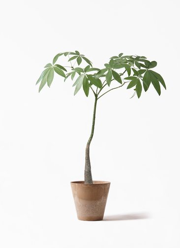 観葉植物 パキラ 7号 パラソル アートストーン ラウンド ベージュ 付き