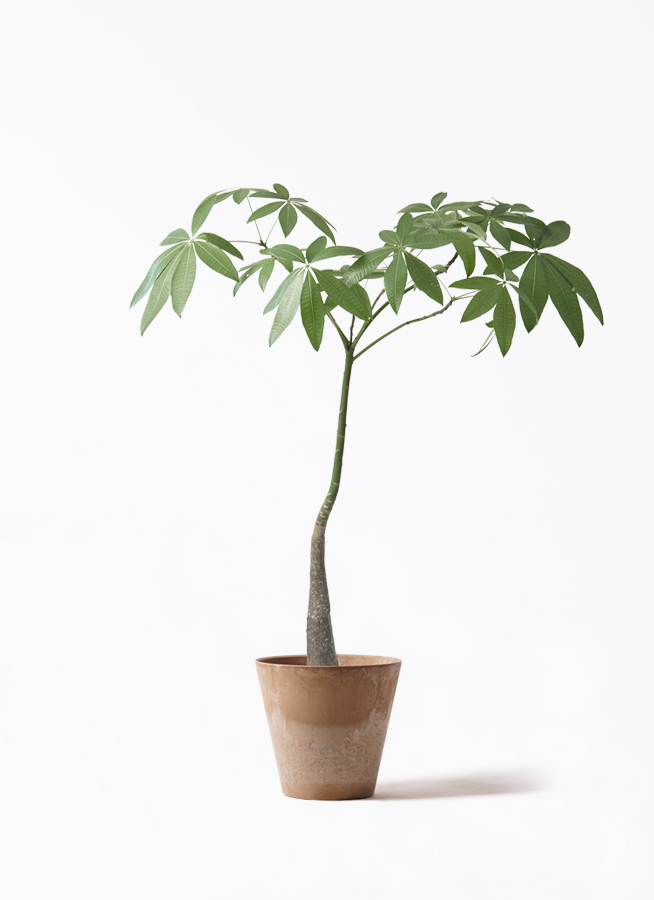 観葉植物 パキラ 7号 パラソル アートストーン ラウンド ベージュ 付き