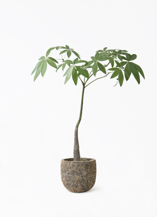 パキラパラソル大型　【良品】 観葉植物 パキラ 7号 パラソル パボ ミドル ラテルストーン 付き