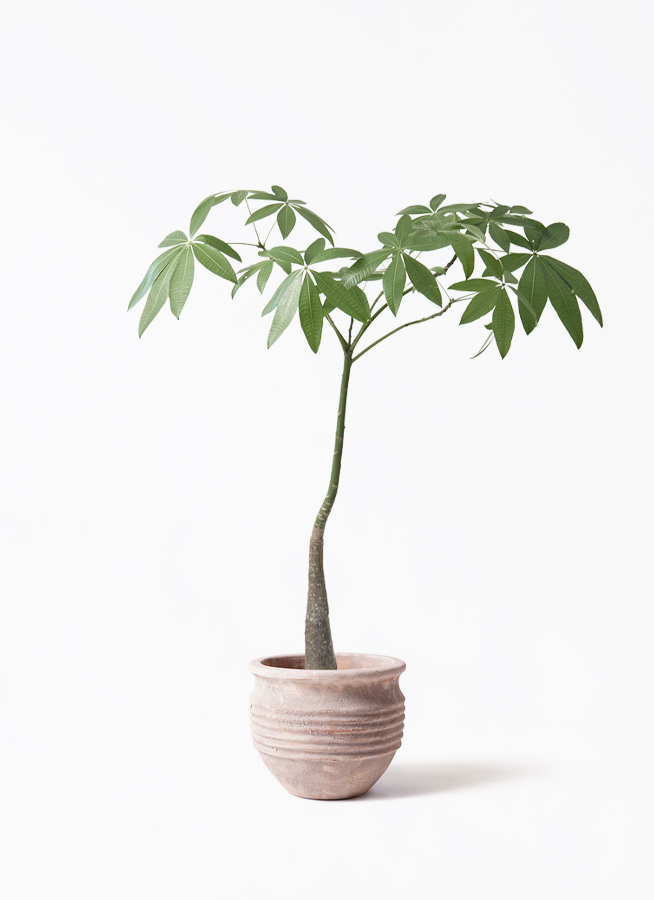 観葉植物 パキラ 7号 パラソル アートストーン ラウンド ベージュ 付き