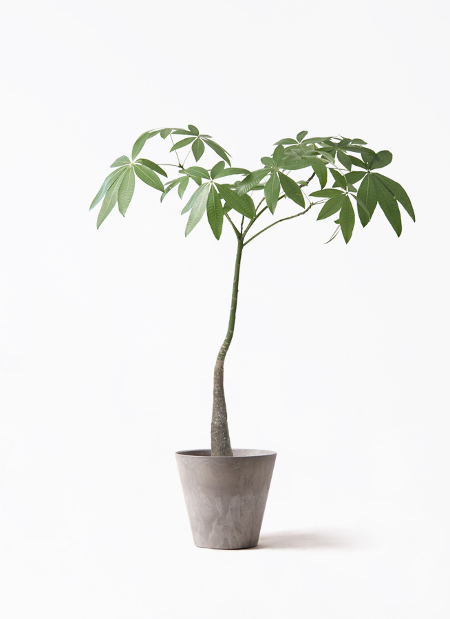 観葉植物 パキラ 7号 パラソル アートストーン ラウンド グレー 付き