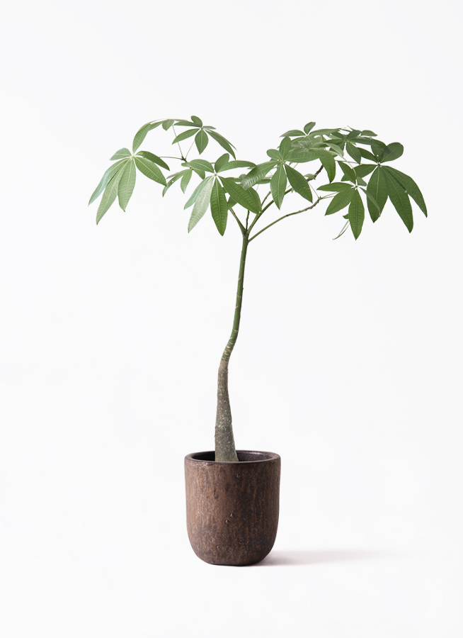観葉植物 パキラ 7号 パラソル プラスチック鉢 | 観葉植物ならHitoHana