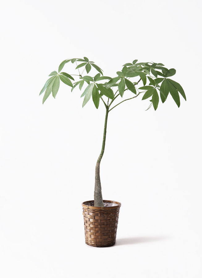 観葉植物 パキラ 7号 パラソル アイルエッグ グレー 付き | 観葉植物