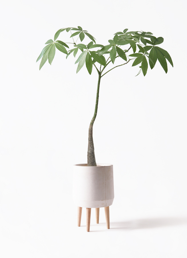 観葉植物 パキラ 7号 パラソル パボ ミドル ラテルストーン 付き