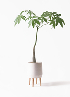 パキラパラソル大型　【良品】 pachira-parasol-123_1.jpg?