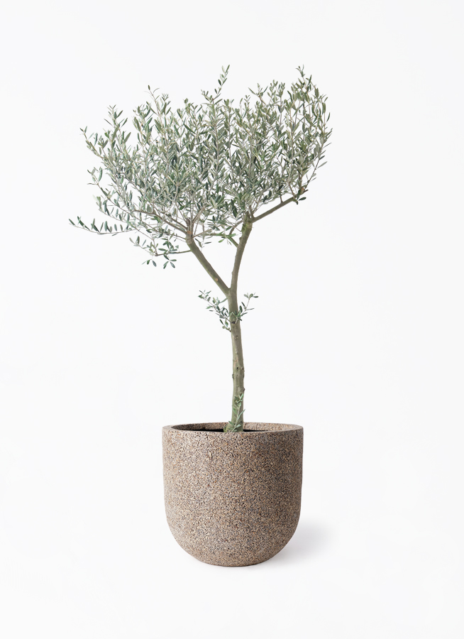 オリーブの木 9号 | 観葉植物通販 HitoHana（ひとはな）