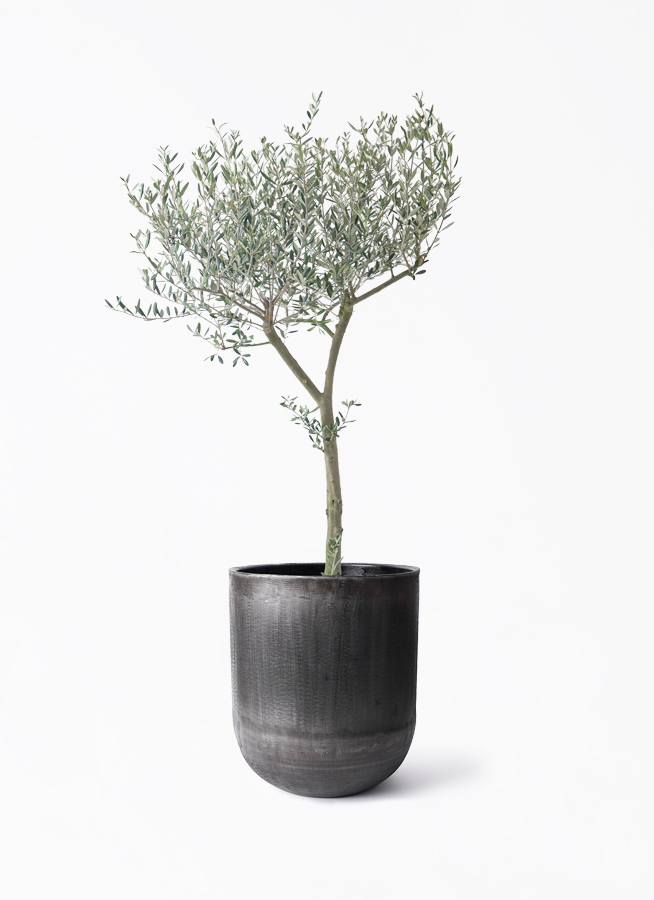 観葉植物 オリーブの木 9号 創樹 アンワール カーフ ミンクブラック