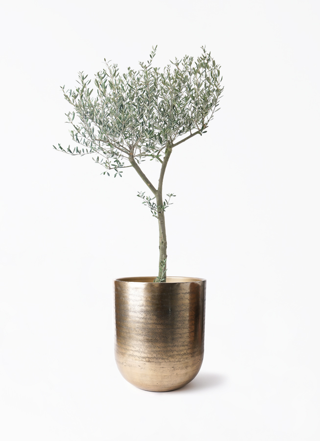 オリーブの木 9号 | 観葉植物通販 HitoHana（ひとはな）