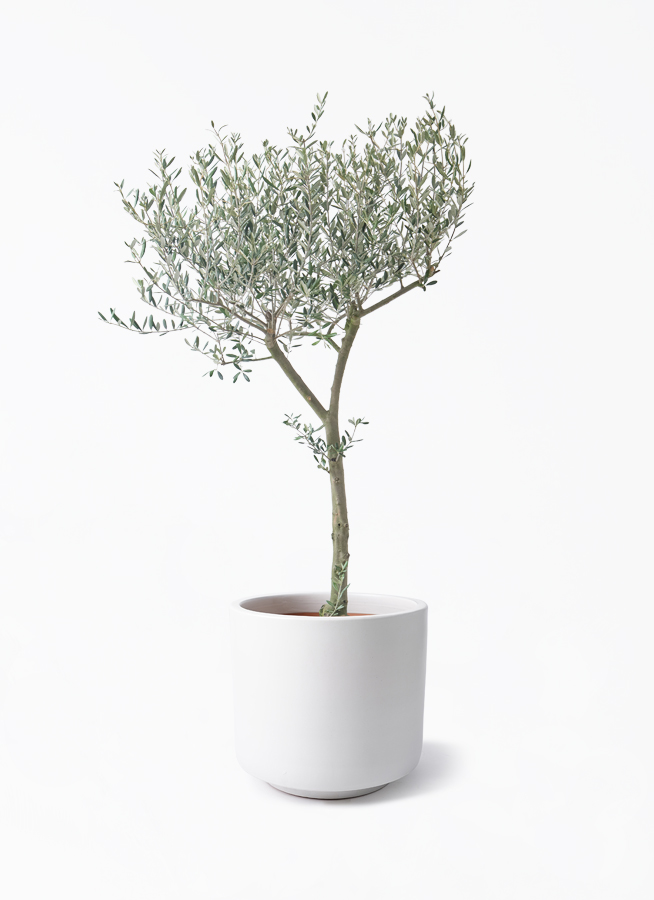 オリーブの木 鉢付き テーブルオリーブ オリーブの木 9号 | 観葉植物通販 HitoHana（ひとはな）