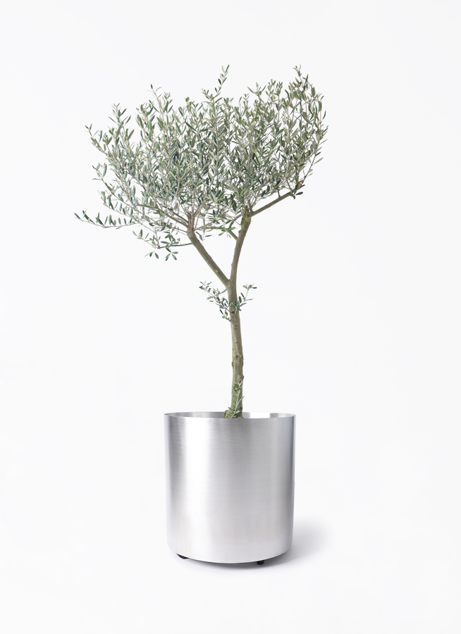 オリーブの木 9号 | 観葉植物通販 HitoHana（ひとはな）