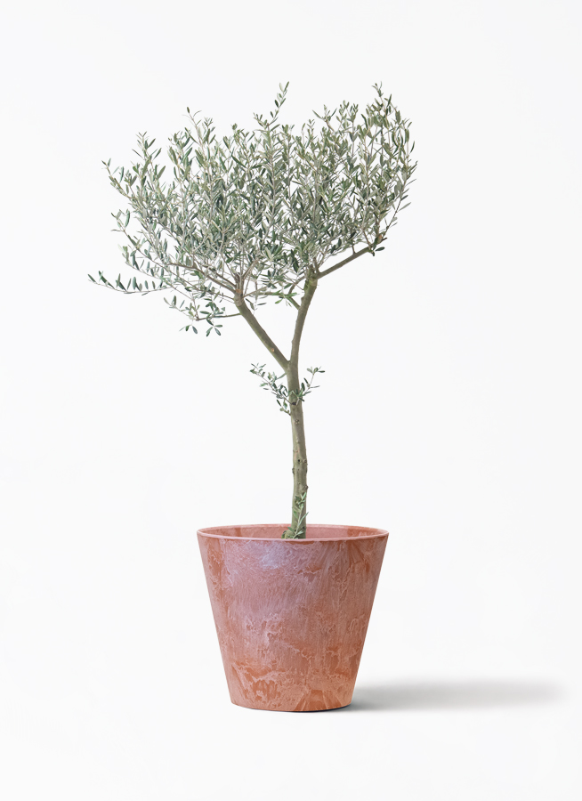 オリーブの木 9号 | 観葉植物通販 HitoHana（ひとはな）