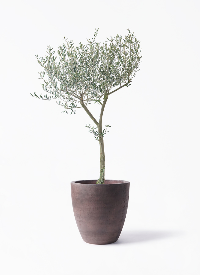 オリーブの木 9号 | 観葉植物通販 HitoHana（ひとはな）