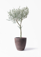 観葉植物 オリーブの木 9号 創樹 ブリティッシュキューブ 付き | 観葉
