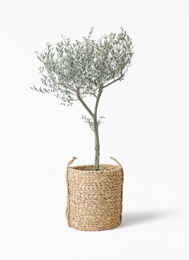 オリーブの木 9号 | 観葉植物通販 HitoHana（ひとはな）