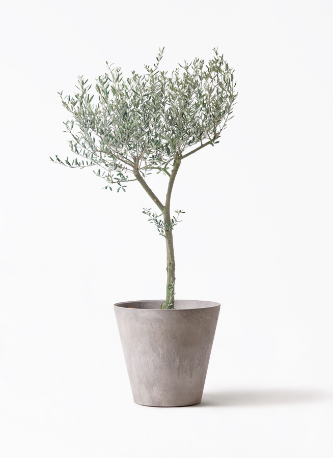 オリーブの木 9号 | 観葉植物通販 HitoHana（ひとはな）