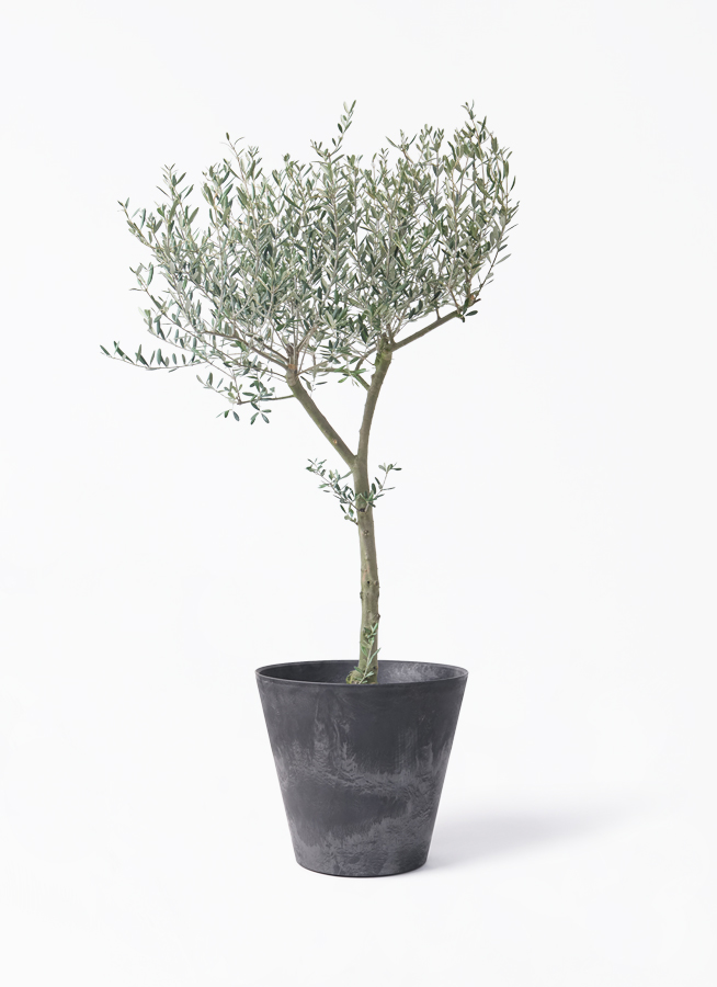 オリーブの木 9号 | 観葉植物通販 HitoHana（ひとはな）