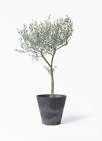 観葉植物 オリーブ 9号 創樹 プラスチック鉢 | 観葉植物ならHitoHana