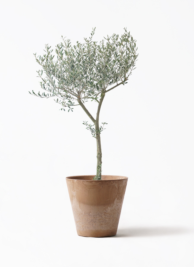 オリーブの木 9号 | 観葉植物通販 HitoHana（ひとはな）