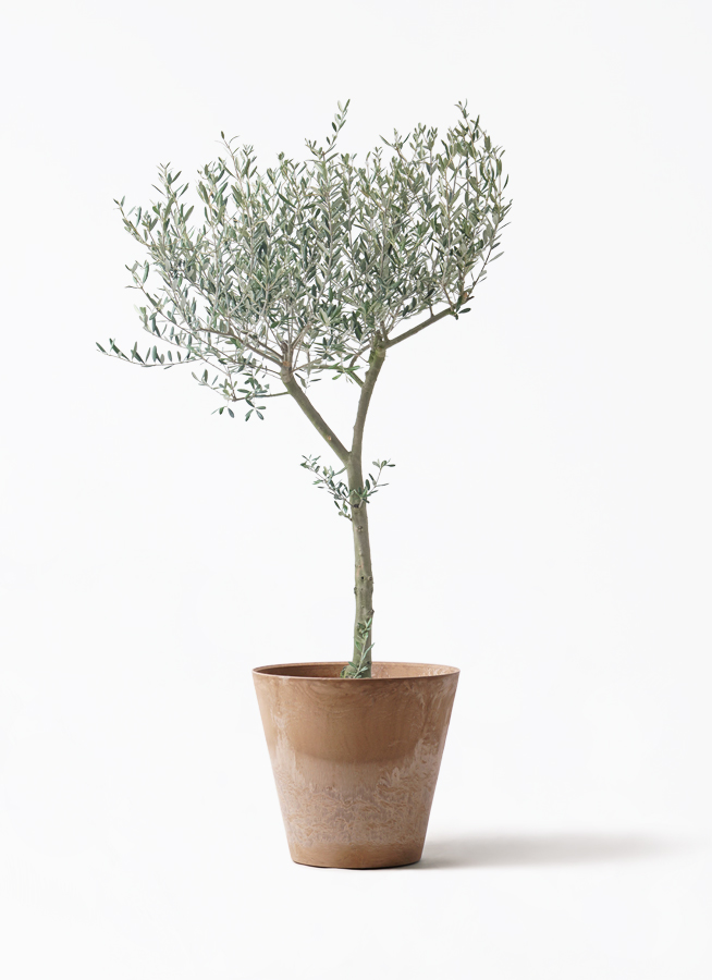 オリーブの木 9号 | 観葉植物通販 HitoHana（ひとはな）
