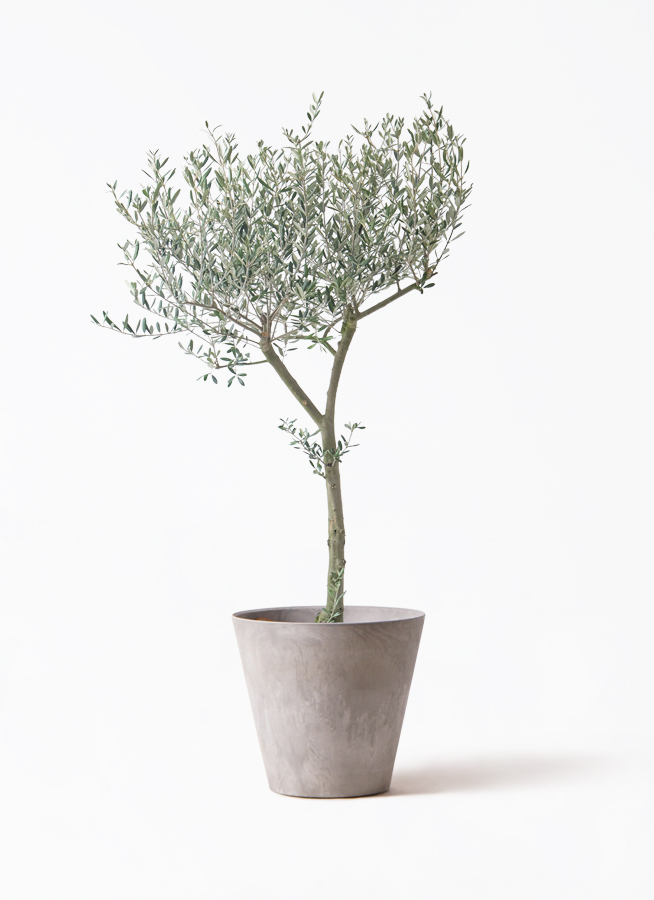 オリーブの木 9号 | 観葉植物通販 HitoHana（ひとはな）