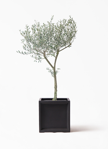 観葉植物 オリーブの木 9号 創樹 ブリティッシュキューブ 付き | 観葉