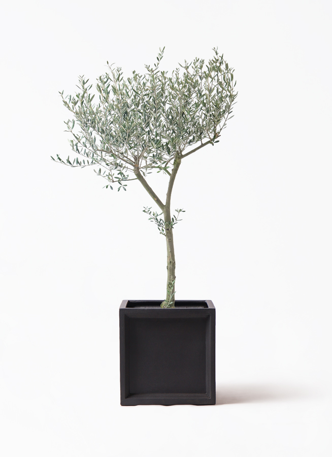 オリーブの木 9号 | 観葉植物通販 HitoHana（ひとはな）
