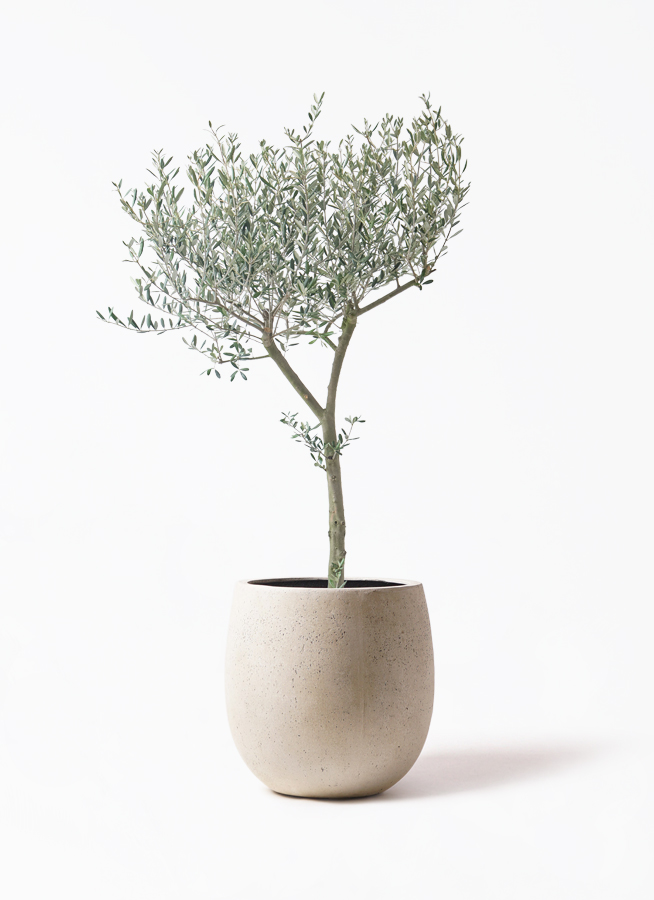 オリーブの植木鉢 約3m オリーブの植木鉢 約3m 【公式通販】
