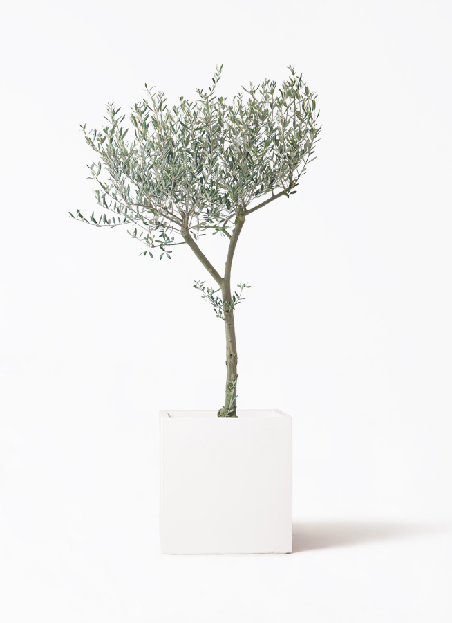 観葉植物 オリーブの木 9号 創樹 ウッドプランター 付き | 観葉植物