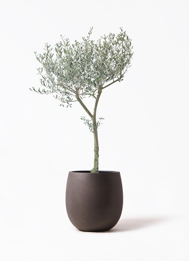 オリーブの木 9号 | 観葉植物通販 HitoHana（ひとはな）