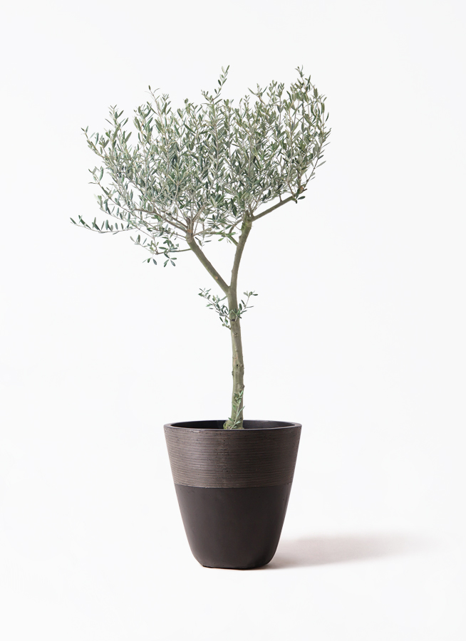 観葉植物 オリーブの木 9号 創樹 ブリティッシュキューブ 付き | 観葉