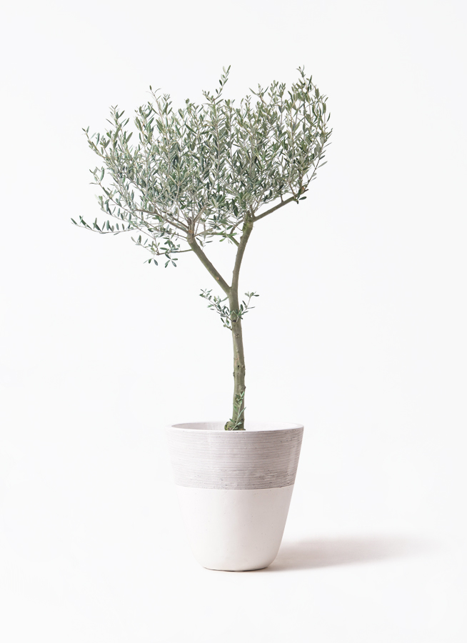 観葉植物 オリーブの木 9号 創樹 ウッドプランター 付き | 観葉植物