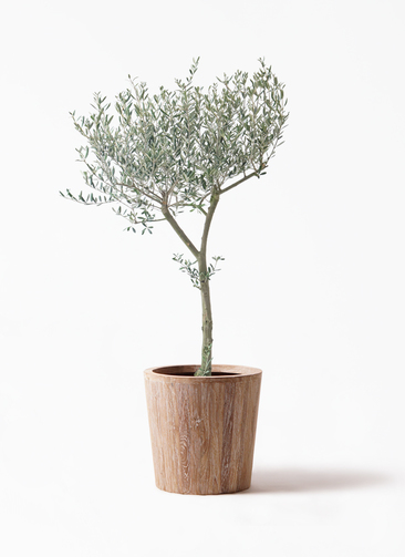高さ1.6メートル　オリーブの木　観葉植物　葉っぱ　植物　グリーン g162003]【高さ85cm】Nature 光触媒人工観葉植物 オリーブ 観葉植物