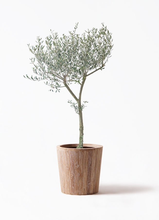 観葉植物 オリーブの木 9号 創樹 ウッドプランター 付き | 観葉植物