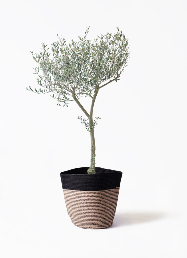 オリーブの木 9号 | 観葉植物通販 HitoHana（ひとはな）