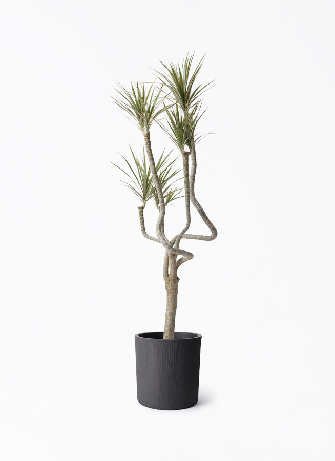 観葉植物 ドラセナ コンシンネ 8号 曲り（龍）トリカラー ソンク