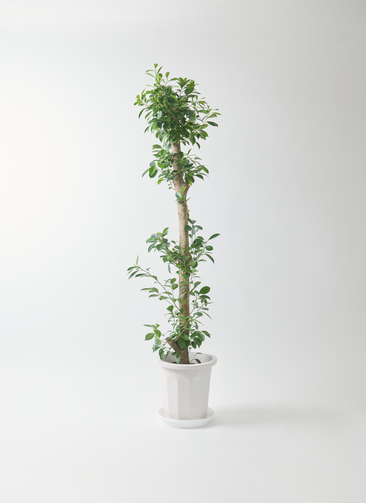 観葉植物 ガジュマル 10号 ベビーリーフ プラスチック鉢 | 観葉植物