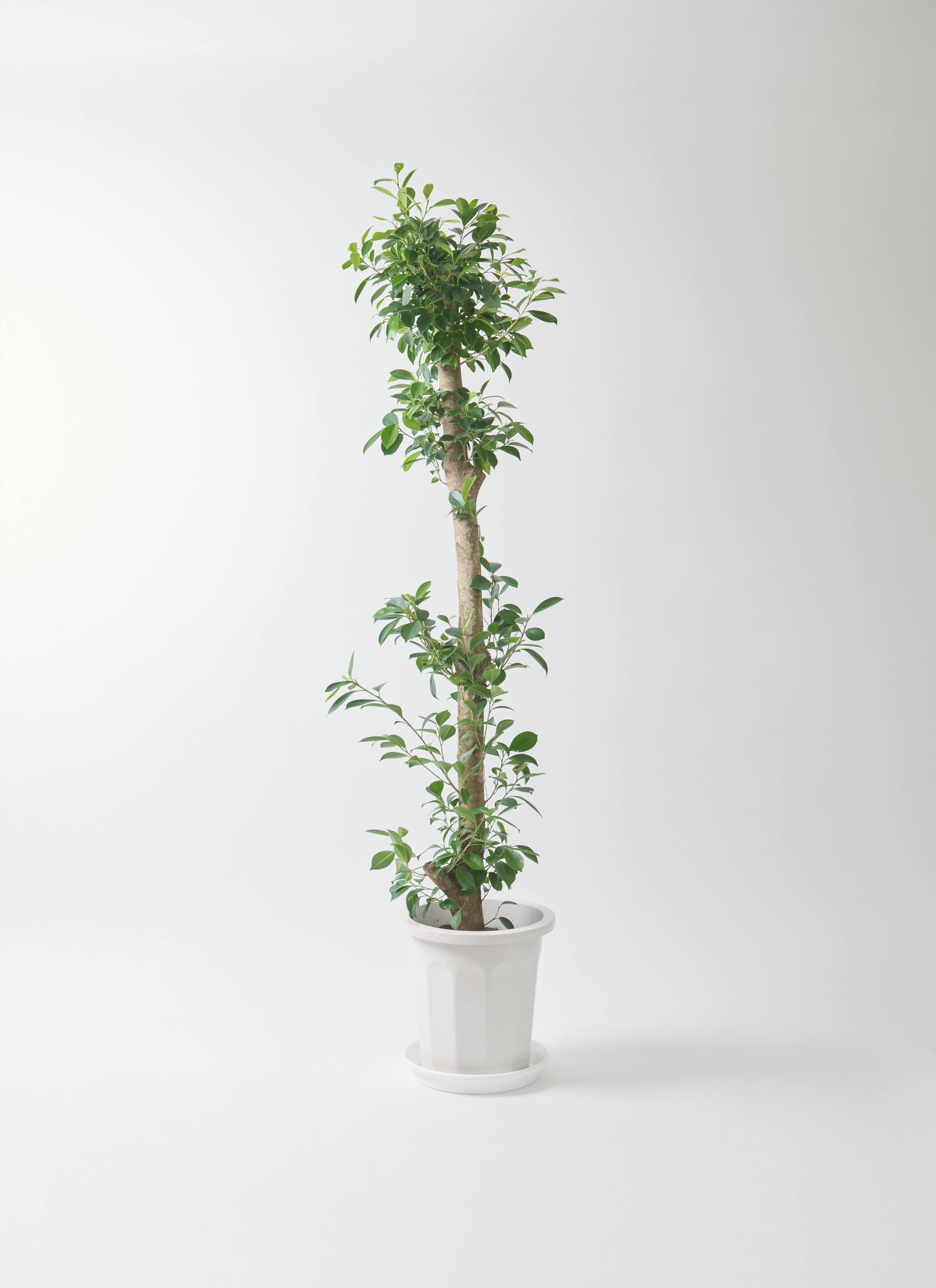 ガジュマル 10号 | 観葉植物 | 送料無料でお届け - Hitohana（ひとはな）