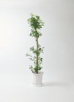 観葉植物 ガジュマル 10号 ベビーリーフ プラスチック鉢 | 観葉植物