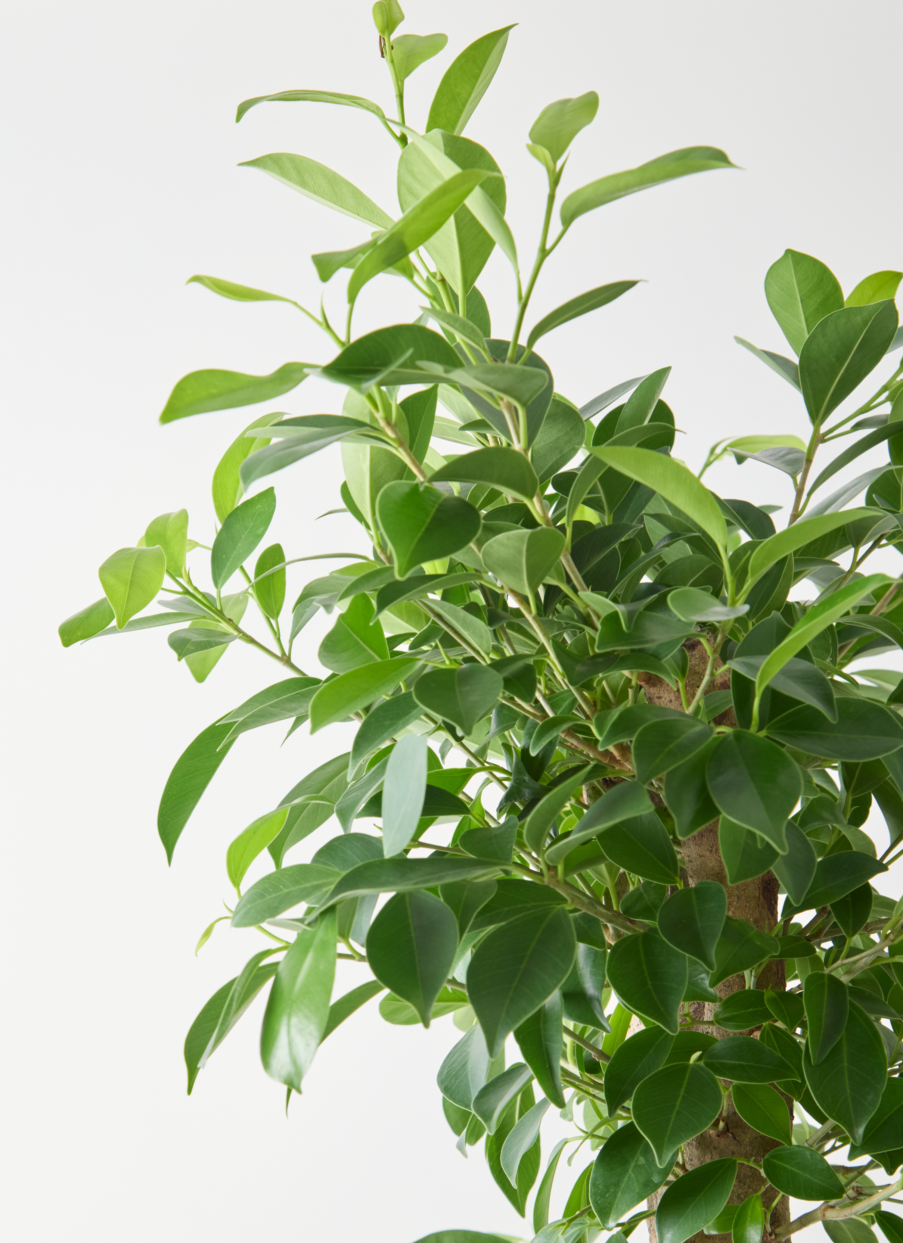 観葉植物 ガジュマル 10号 ベビーリーフ ラスターポット 付き | 観葉