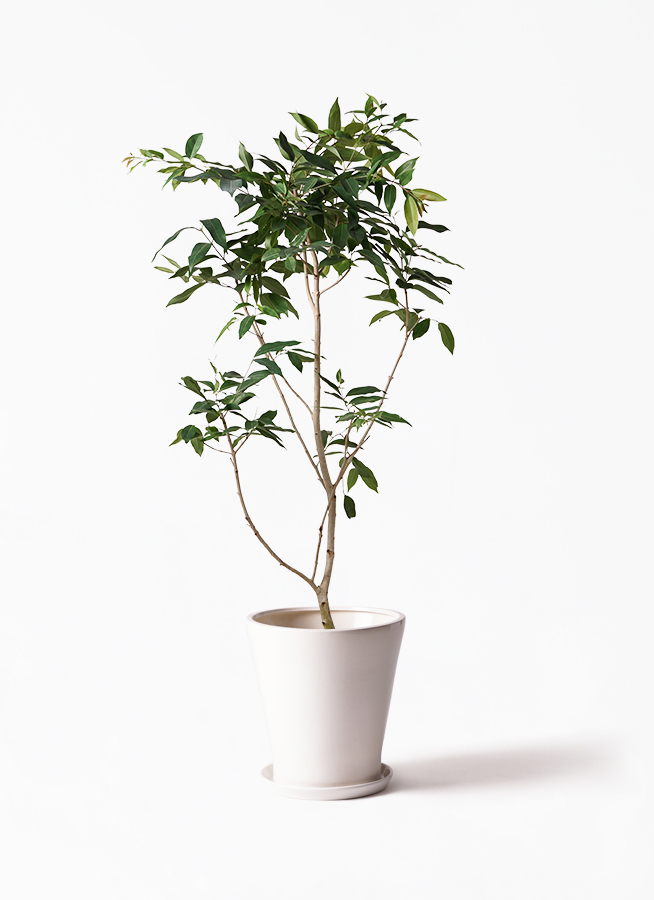 観葉植物 アマゾンオリーブ ムラサキフトモモ 10号 サブリナ 白 付き 観葉植物ならhitohana ひとはな