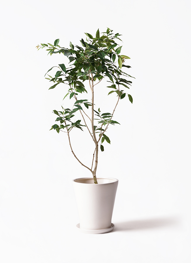 mo_om様参考出品　中古植木鉢2セット mo_om様参考出品 中古植木鉢2セット mo_om様参考出品 中古植木鉢