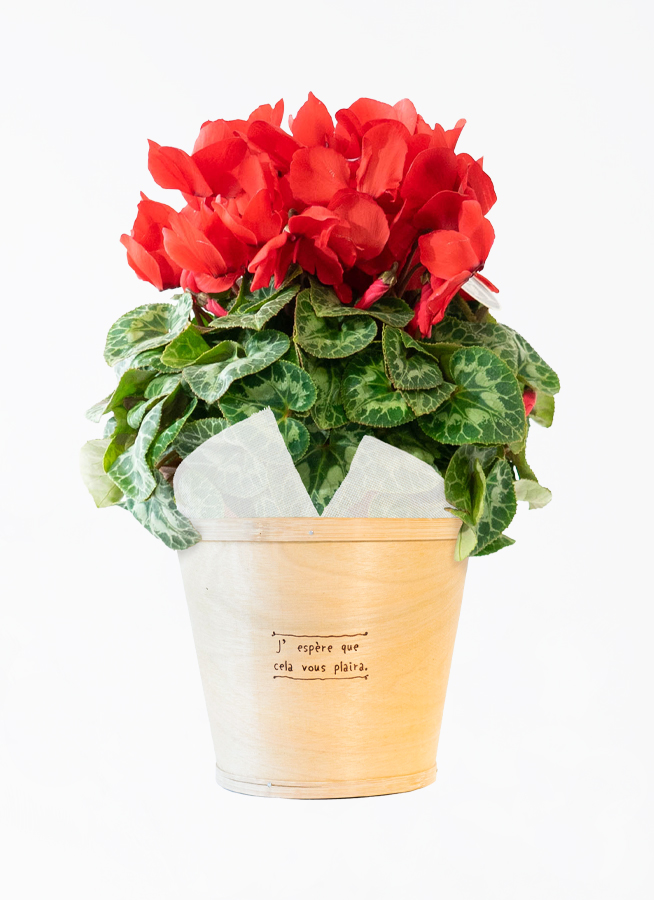 山芍薬　赤花　鉢ごと発送 山芍薬 赤花 現品鉢ごと発送 山野草 山芍薬 赤花 現品鉢ごと発送 山
