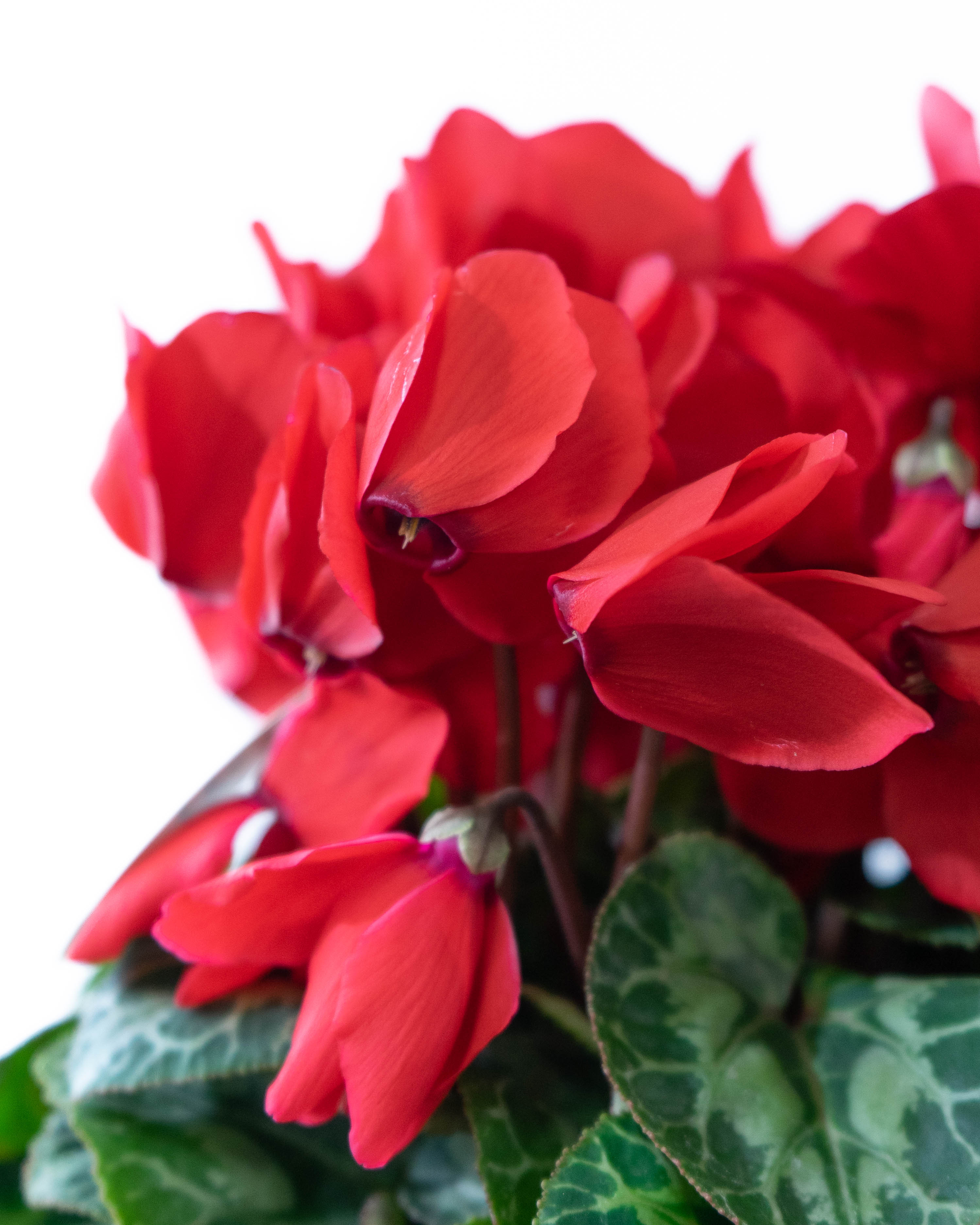 産地直送 シクラメン 鉢植えのお花 レッド 5号 ウッドポット／福島