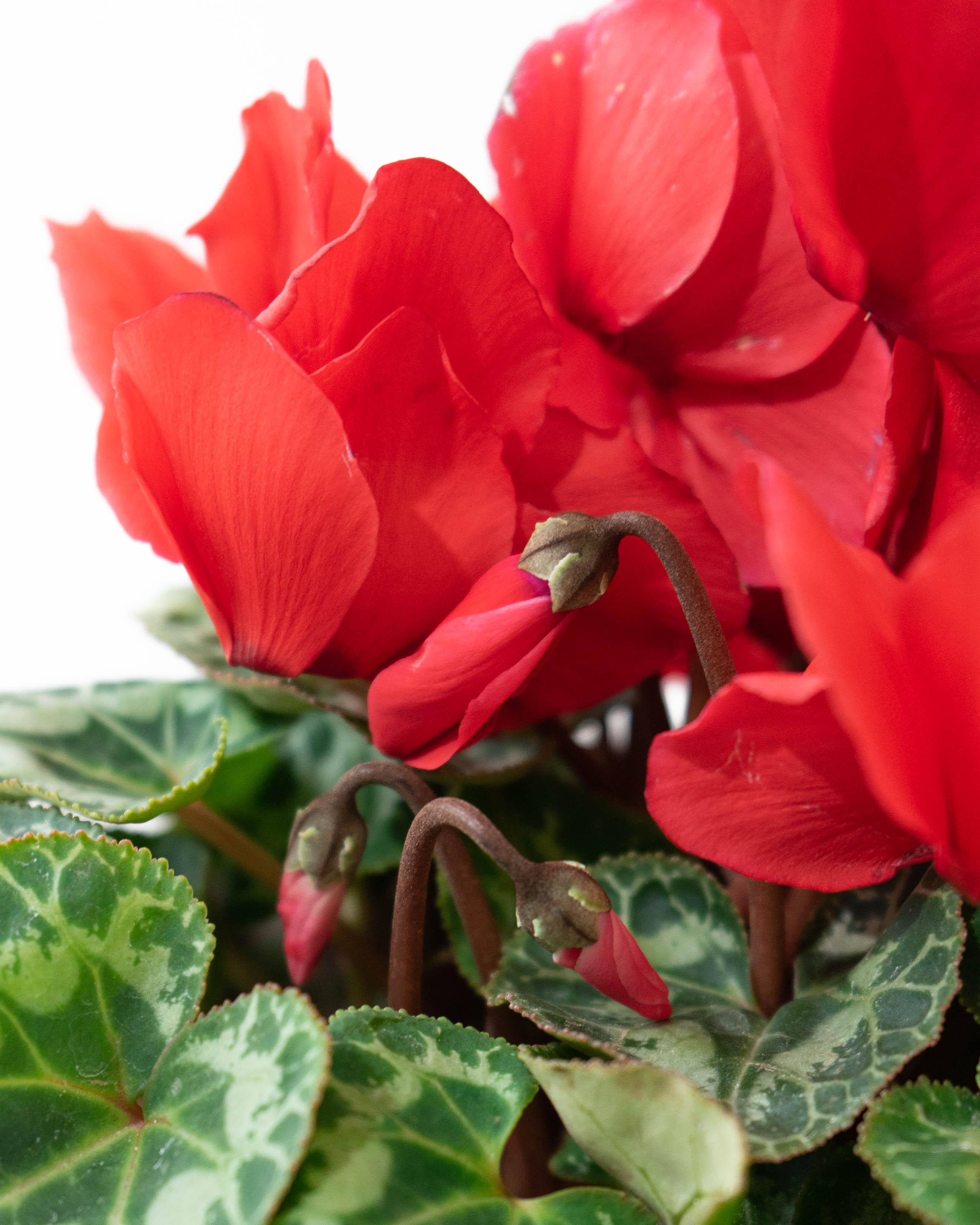 産地直送 シクラメン 鉢植えのお花 レッド 5号 ウッドポット／福島