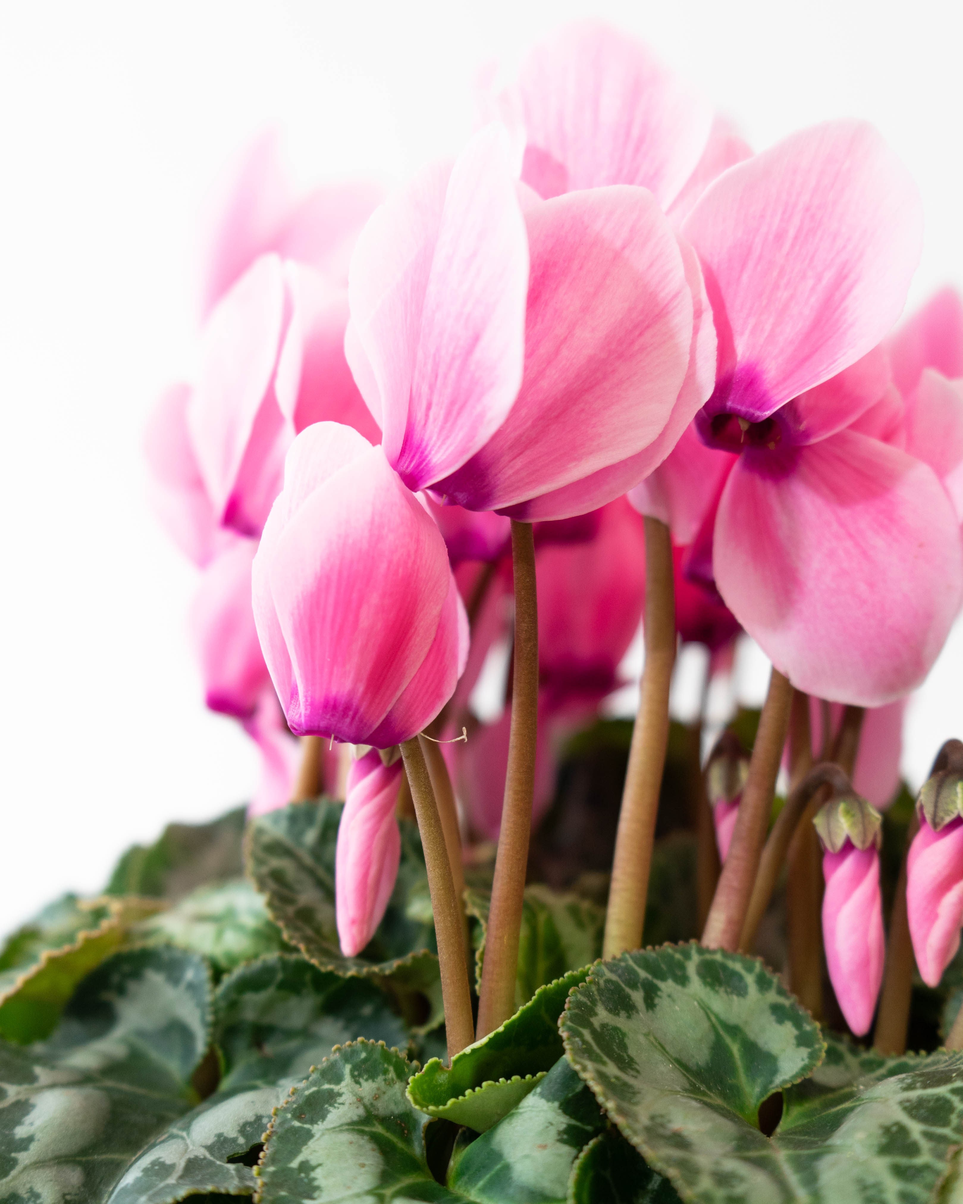 産地直送 シクラメン 鉢植えのお花 ピンク 5号 ウッドポット／福島