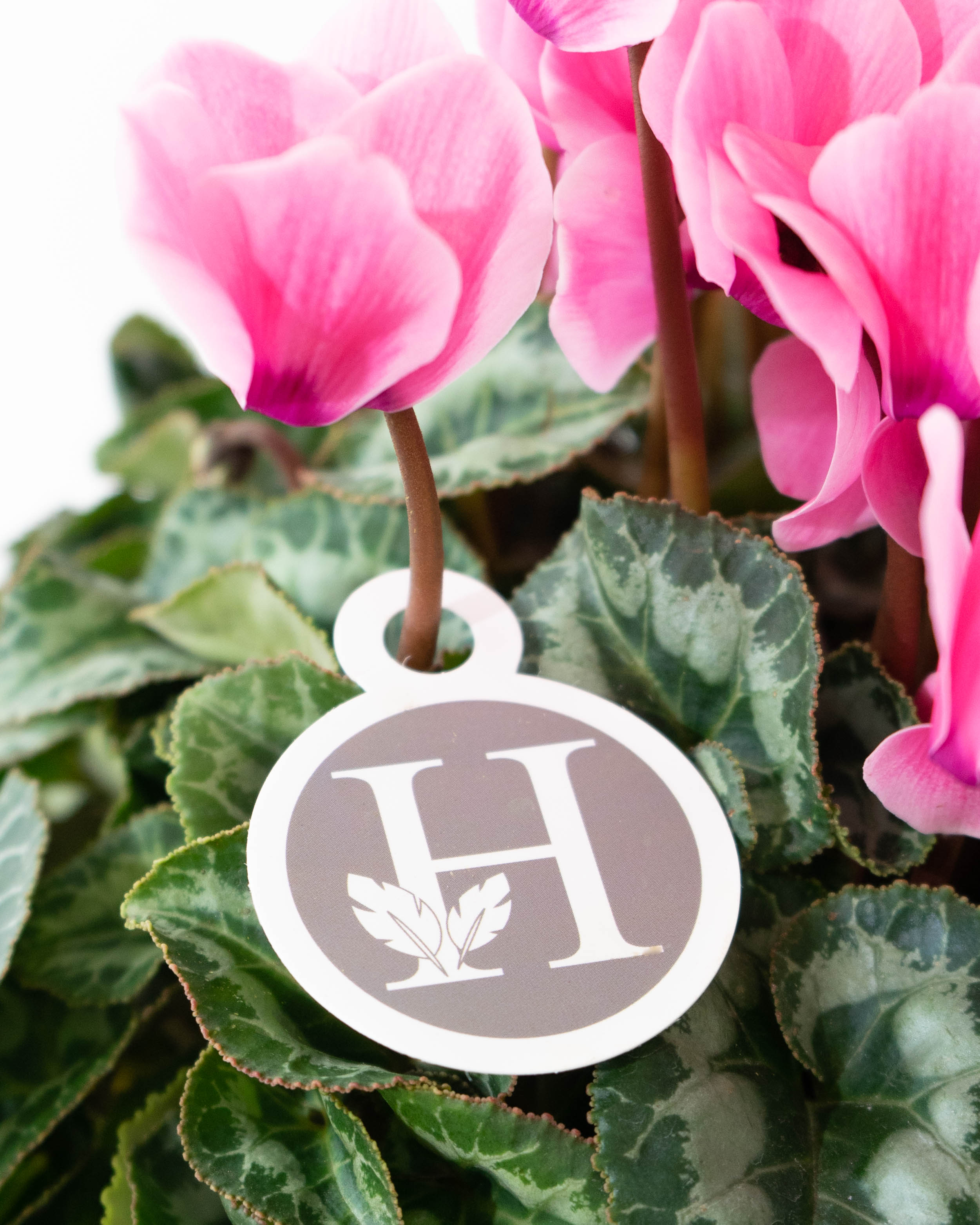 産地直送 シクラメン 鉢植えのお花 ピンク 5号 ウッドポット／福島