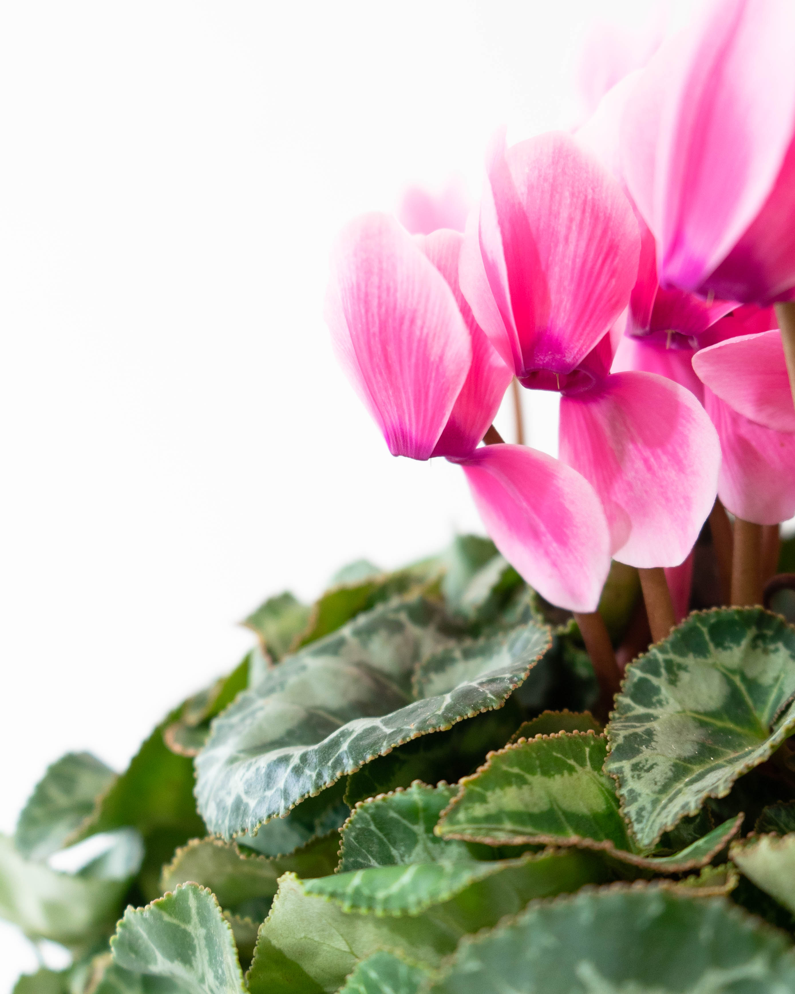 産地直送 シクラメン 鉢植えのお花 ピンク 5号 ブラウンバスケット