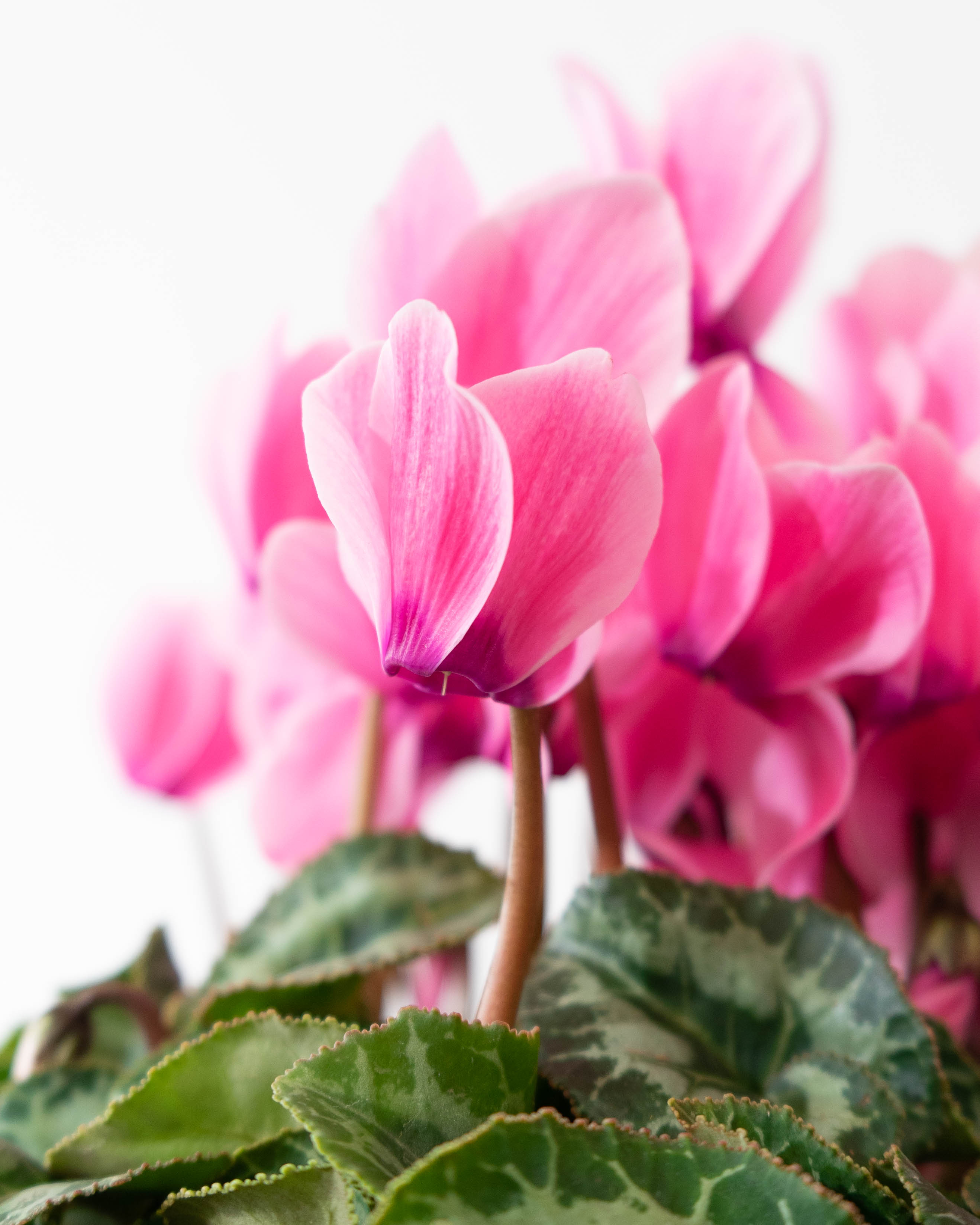 産地直送 シクラメン 鉢植えのお花 ピンク 5号 ウッドポット／福島