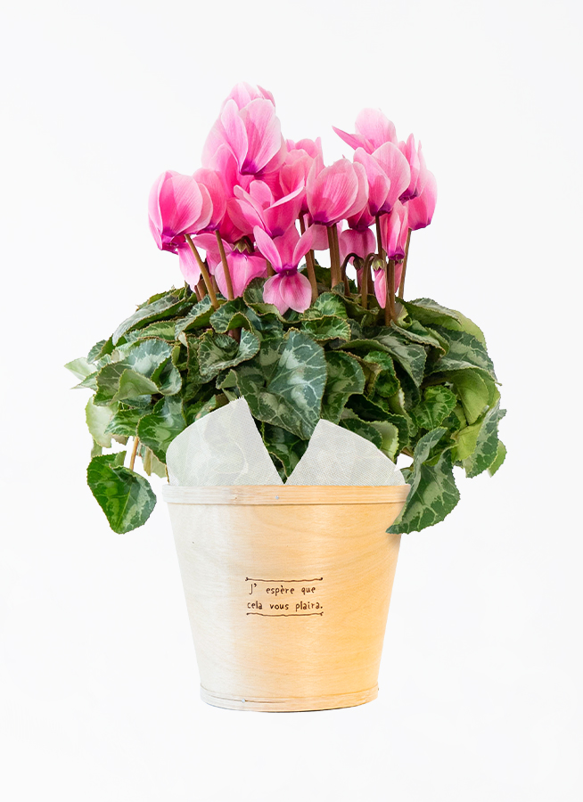 産地直送 シクラメン 鉢植えのお花 ピンク 5号 ブラウンバスケット